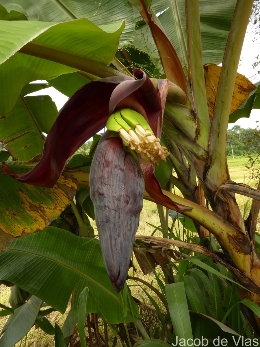 Musa × paradisiaca L.